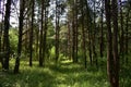 The road of green grass through a pine forest. Coniferous forest area. A summer day Royalty Free Stock Photo