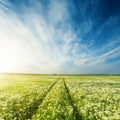 Road in green meadow with flowers under blue sky Royalty Free Stock Photo