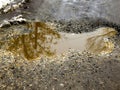A reflection of a tree branch in a muddy puddle on a rural road Royalty Free Stock Photo
