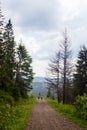 Road in green summer Carpathian mountains Royalty Free Stock Photo