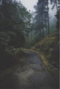 The road with green trees