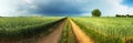 Road between green wheat field with storm and tree, Panorama Royalty Free Stock Photo