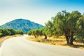 Road between the groves of olive trees in Crete, Greece Royalty Free Stock Photo