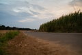 road through corn fields at sunset Royalty Free Stock Photo