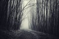 Road in Haunted Halloween forest with fog Royalty Free Stock Photo