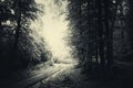 Road through haunted Transylvanian forest with fog Royalty Free Stock Photo