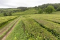 Road and hedges of tea