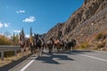 Road horse mountains asphalt autumn herd Royalty Free Stock Photo