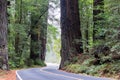 Road and Huge Redwood Trees