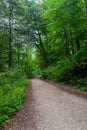 Road inside forest in Bakony, Hungary Royalty Free Stock Photo