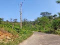 Road inside the forest