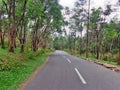 Road inside the forest