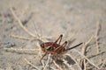 Red Mormon Cricket closeupÃ¢â¬â shieldback kadydid -  Owyhee Canyonlands Wilderness Idaho horizontal Royalty Free Stock Photo