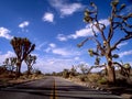 Road through Joshua Tree National Park