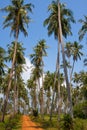 Road in jungle, Thailand. Royalty Free Stock Photo