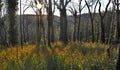 The road into Kinglake Victoria,one of the worst hit bushfire regions.