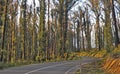 The road into Kinglake Victoria,one of the worst hit bushfire regions.