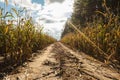 The road is laid through a cornfield. Autumn day with bright sun on a blue sky with clouds