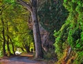 Road by the lake Orestiada, Kastoria Greece. Sunrise golden light, beautiful foliage of maple trees. Man walking by the lake