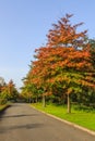 Pin oak, Quercus palustris as a street tree planted in the roadside