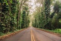 Road lane, walkway path with tunnel green trees in forest. Royalty Free Stock Photo