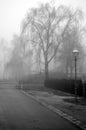 Road, lantern and trees in early morning mist in Berlin, Germany Royalty Free Stock Photo