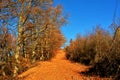 Road in the late fall forest Royalty Free Stock Photo