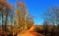 Road in the late fall forest Royalty Free Stock Photo