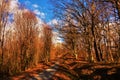 Road in the late fall forest Royalty Free Stock Photo