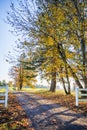 Autumn road with yellowed trees and fallen leaves burning in the Royalty Free Stock Photo