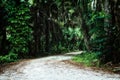 Road leading through sub tropical jungle