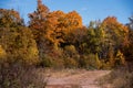 Road leading to a line of fall trees