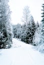 Road leading trough winterly forest Royalty Free Stock Photo