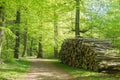 A road in a beech forest in spring with a pile of timber, Denmark