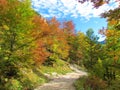 Road leading up to Zelenica in Slovenia