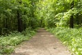 The road leads through a sunny green forest, illuminated by sunbeams.