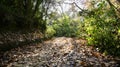 Road with leaves in a forest of Natural Park Collserola Royalty Free Stock Photo