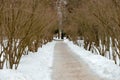 Road between lilac bushes on a winter day