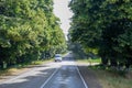 road in linden forest. Linden on the sides of the track