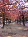 A road lined with maple trees