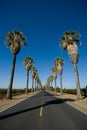 Road lined in Palm Trees