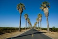 Road lined in Palm Trees Royalty Free Stock Photo