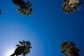 Road lined in Palm Trees Royalty Free Stock Photo