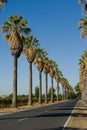 Road lined in Palm Trees Royalty Free Stock Photo