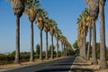 Road lined in Palm Trees