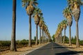 Road lined in Palm Trees Royalty Free Stock Photo