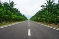 Road lined in Palm Trees Royalty Free Stock Photo