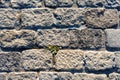 Road lined with rough rough gray stone as background or texture. Royalty Free Stock Photo