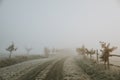 Road lined with small oak trees between pastures, during frosty foggy morning in late autumn, which ends in orange fog Royalty Free Stock Photo