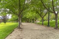 Road lined with trees benches and lamp posts at a scenic park on a cloudy day Royalty Free Stock Photo